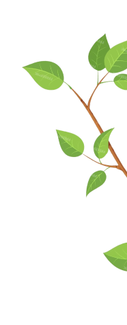 shape