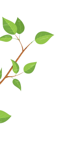 shape