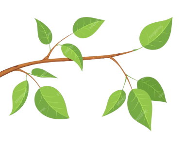 shape