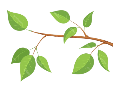 shape