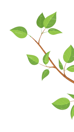 shape